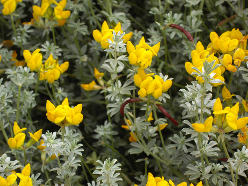 Lotus creticus photo